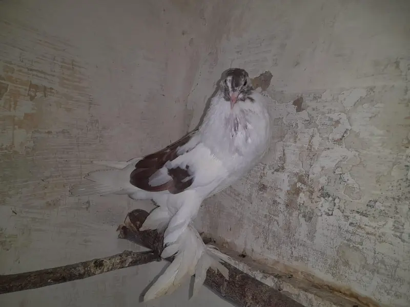 Raser breeder paire with eggs. and Gubara maile — photo 6