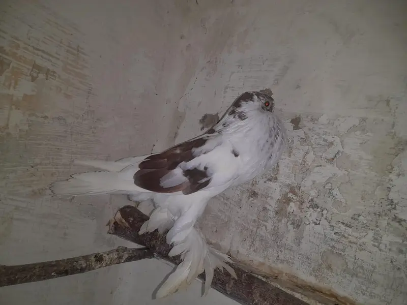 Raser breeder paire with eggs. and Gubara maile — photo 7