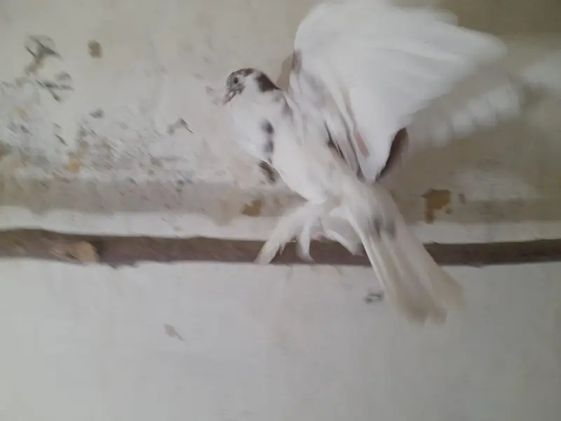 Raser breeder paire with eggs. and Gubara maile — photo 8
