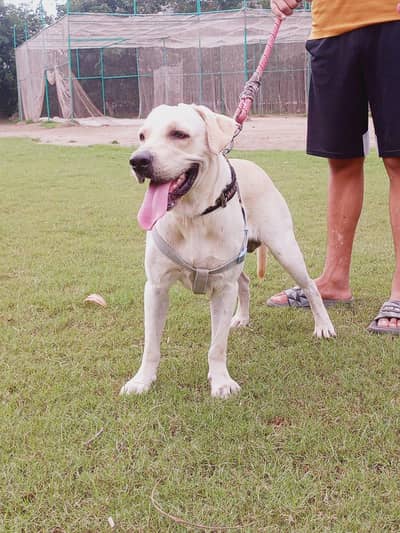 Labrador Male