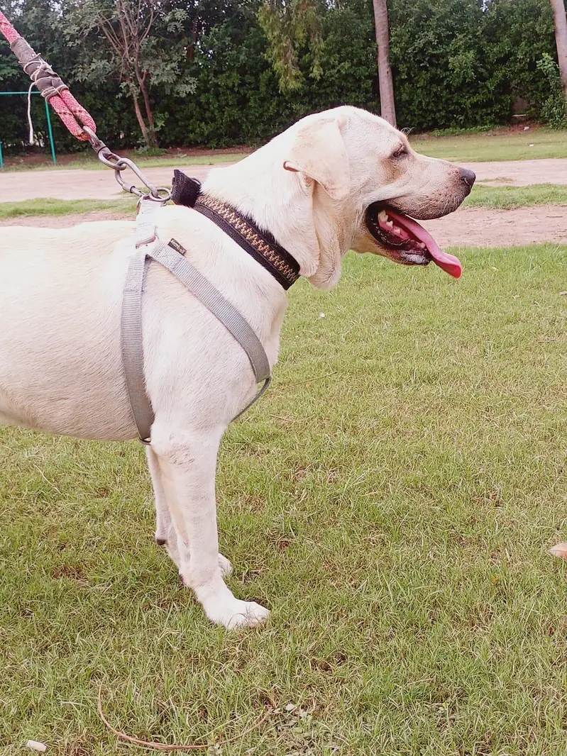 Labrador Male — photo 2