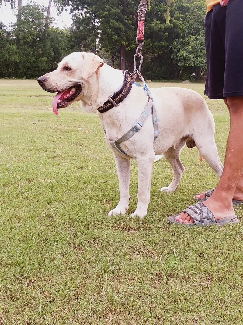 Labrador Male — photo 3