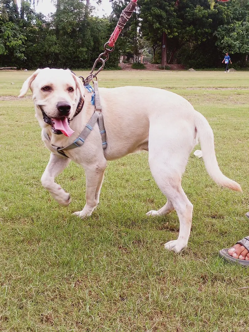 Labrador Male — photo 4