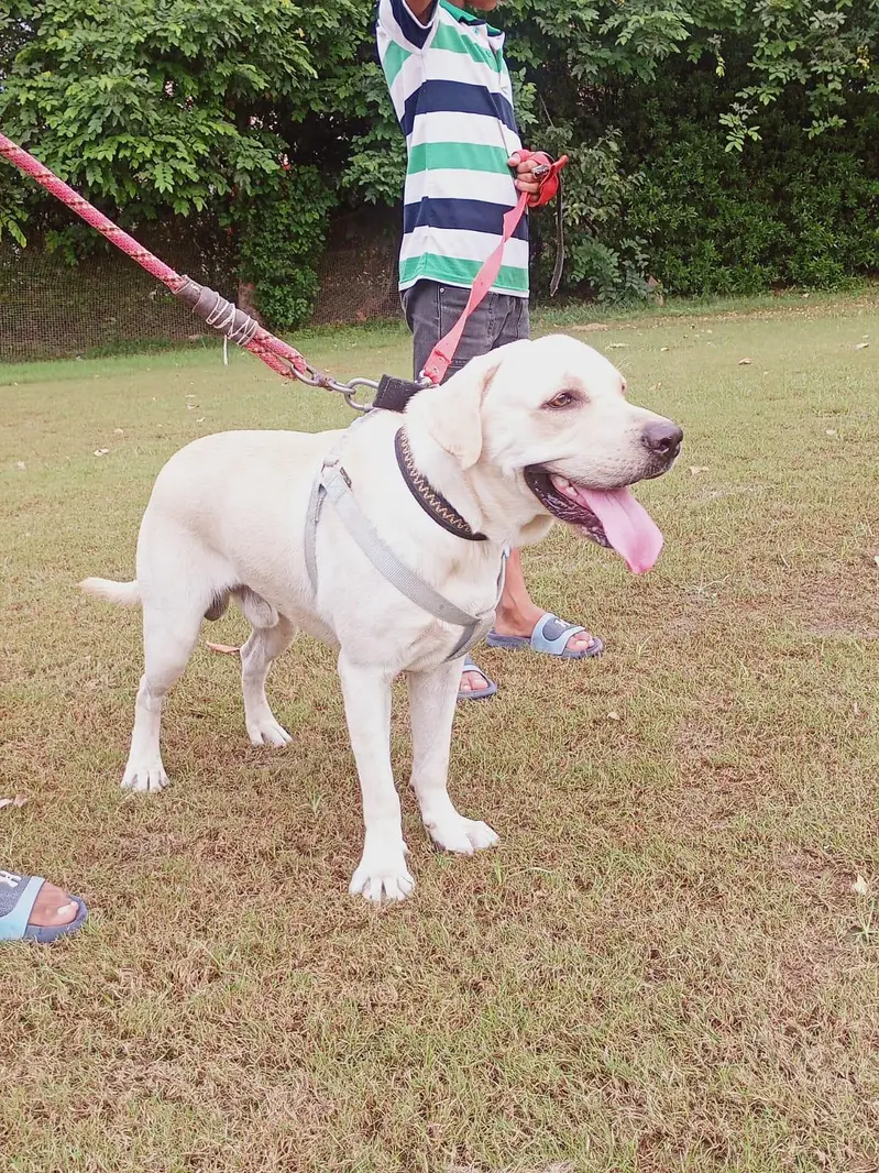 Labrador Male — photo 5
