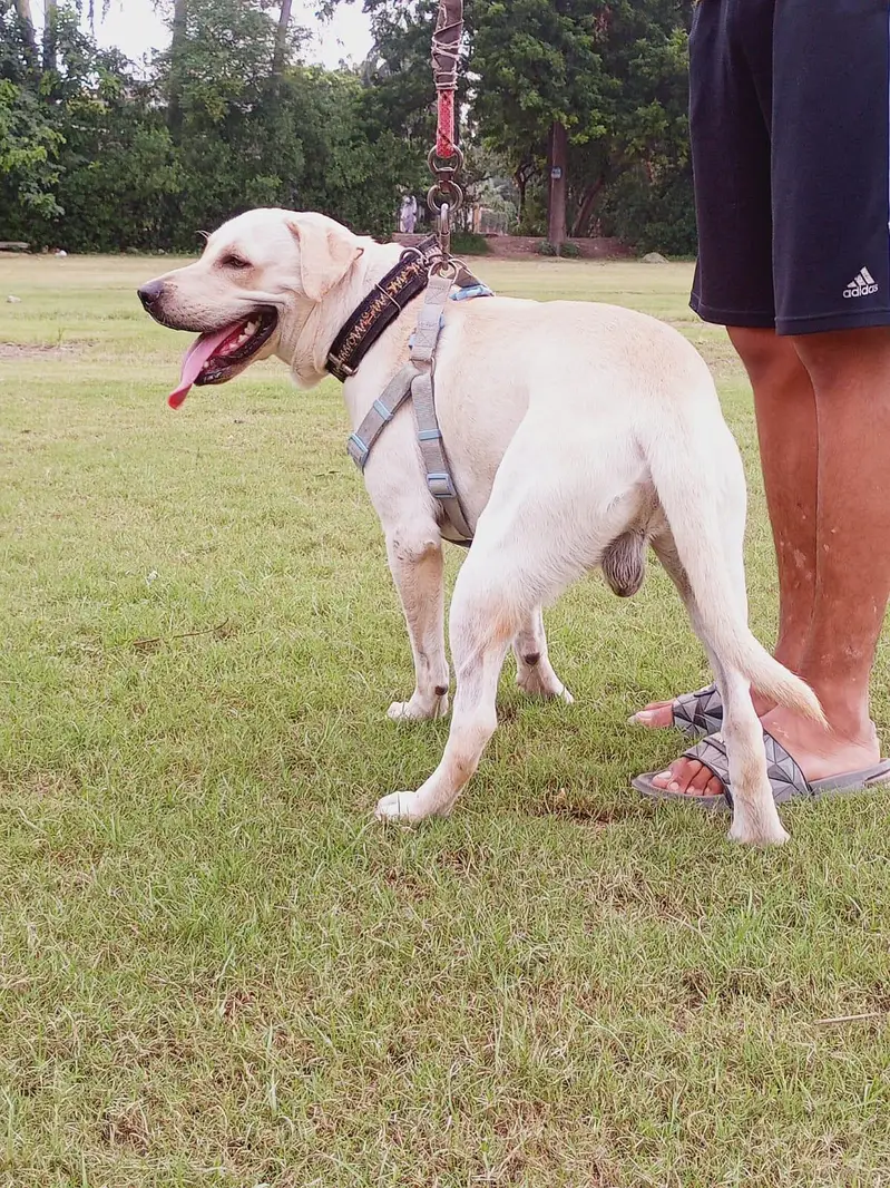 Labrador Male — photo 6
