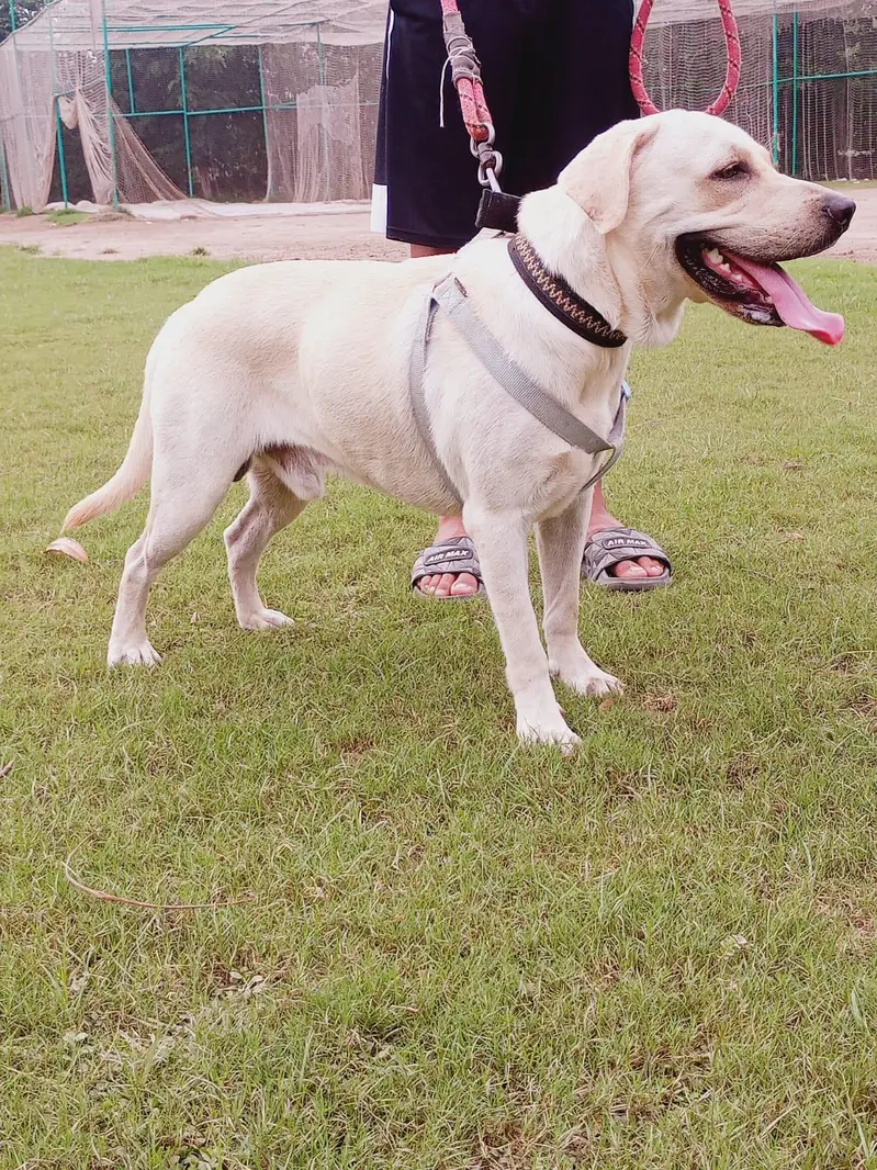 Labrador Male — photo 7