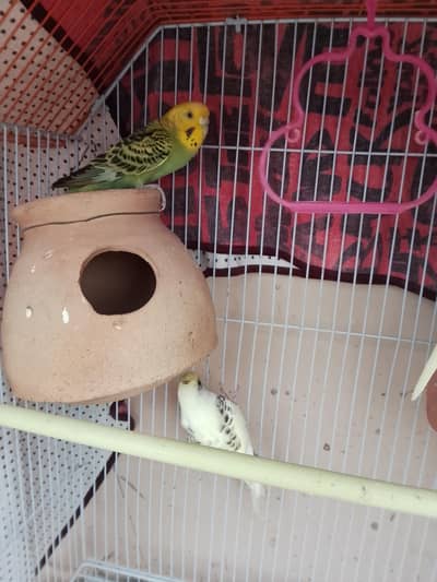Australian parrot