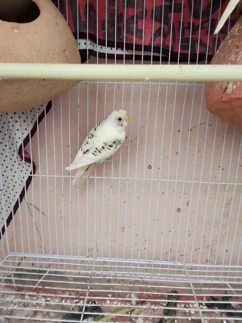 Australian parrot — photo 2