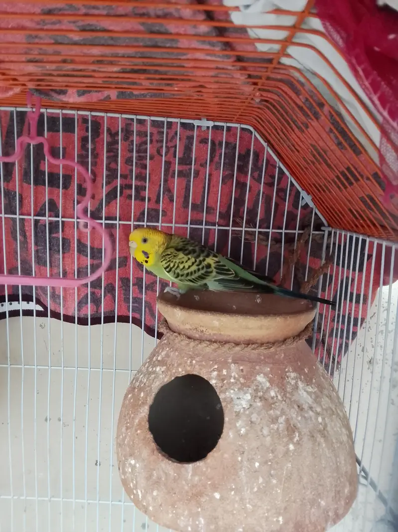 Australian parrot — photo 3