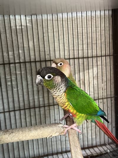 Green chik to pineaplep conure pair