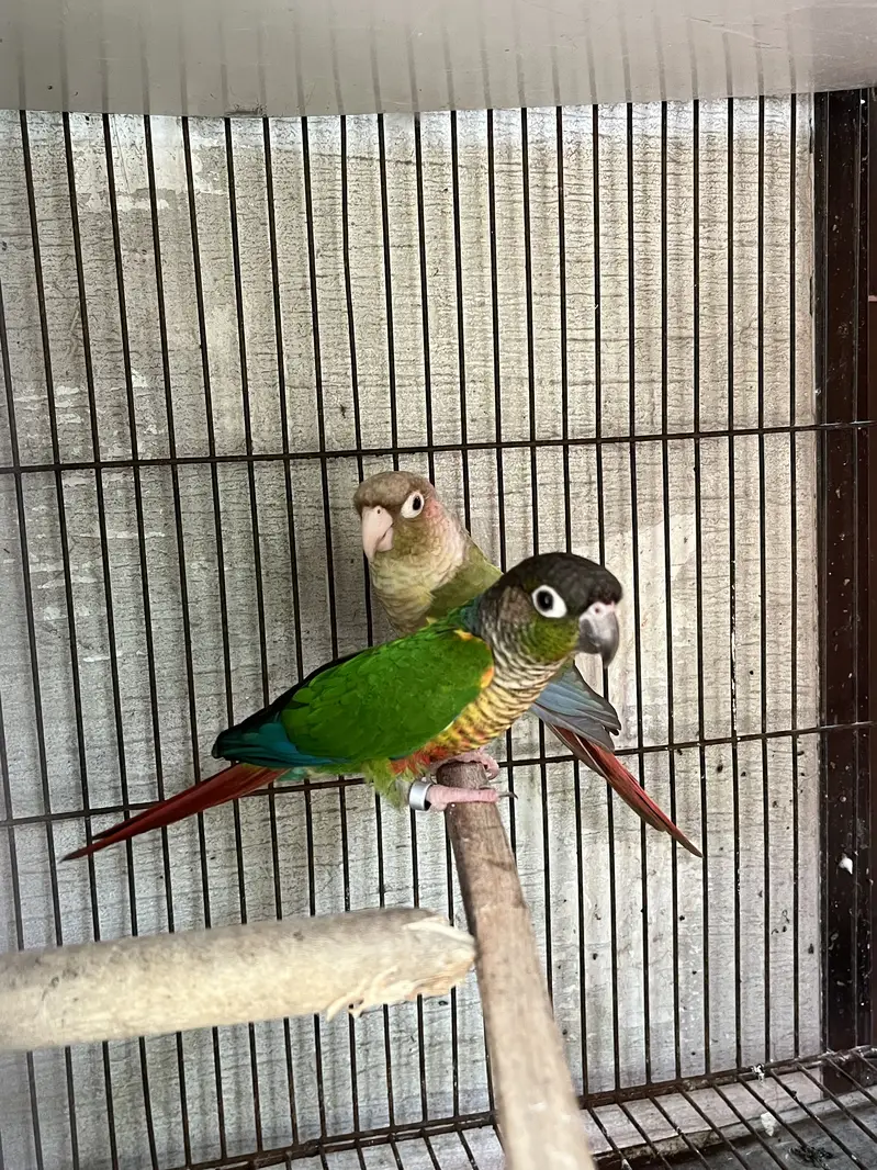 Green chik to pineaplep conure pair — photo 2