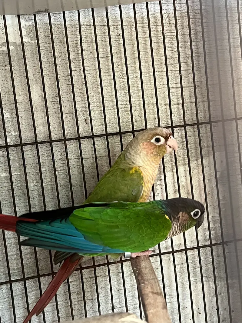 Green chik to pineaplep conure pair — photo 3