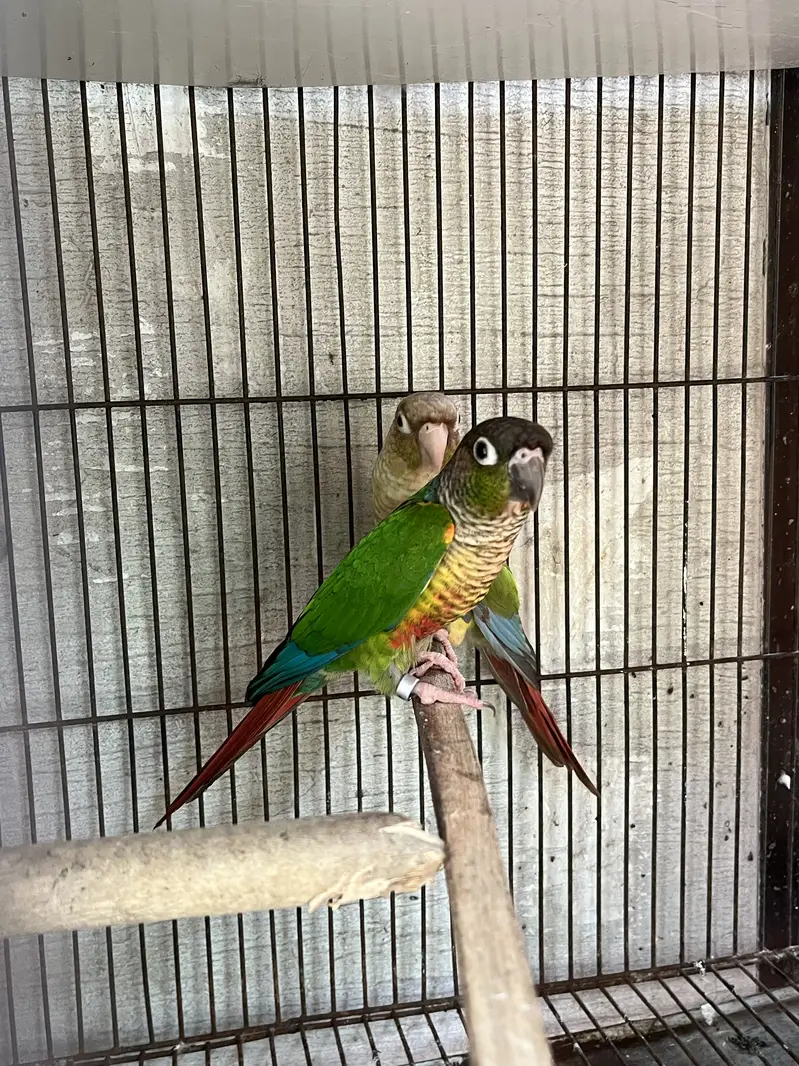 Green chik to pineaplep conure pair — photo 4