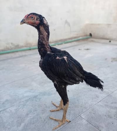 Black Mushky Kaly Fareedkoti