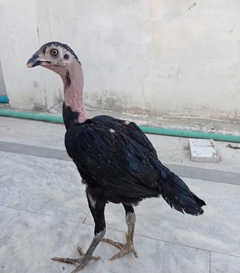 Black Mushky Kaly Fareedkoti — photo 2