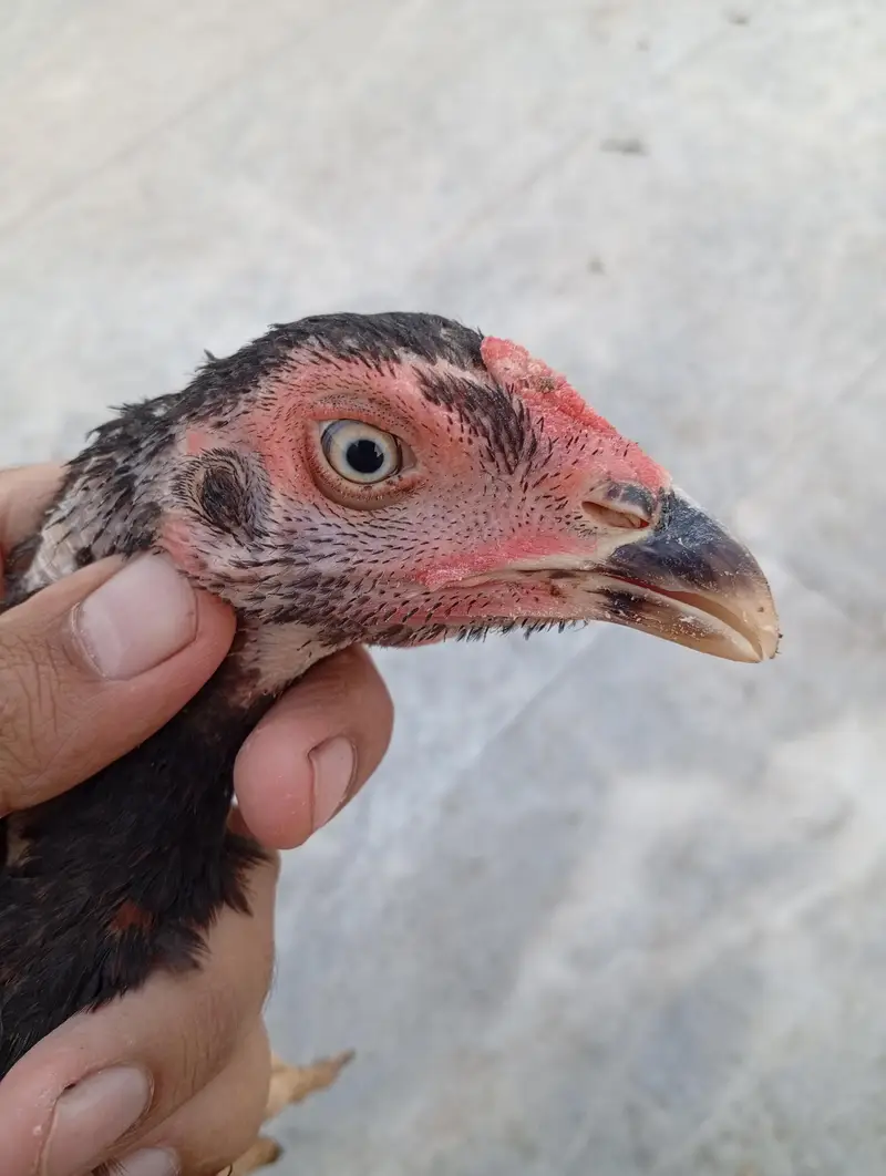 Black Mushky Kaly Fareedkoti — photo 3