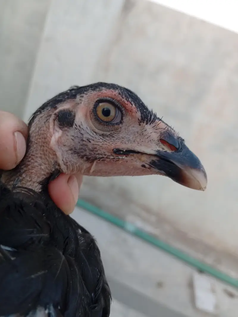 Black Mushky Kaly Fareedkoti — photo 4