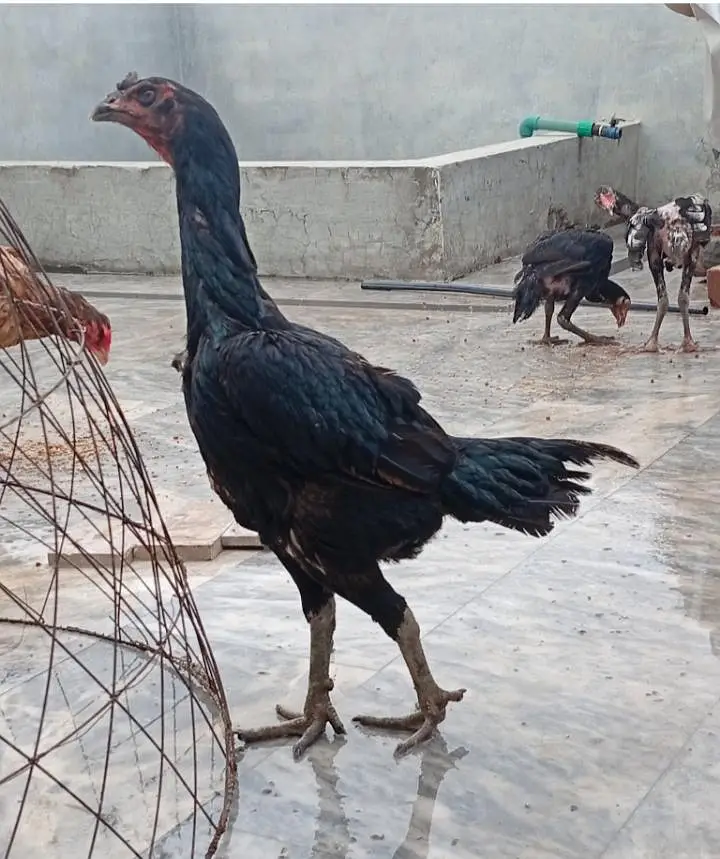 Black Mushky Kaly Fareedkoti — photo 5