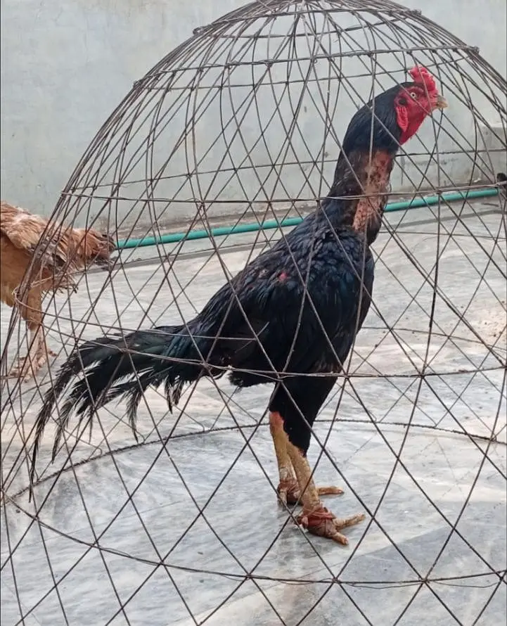 Black Mushky Kaly Fareedkoti — photo 6