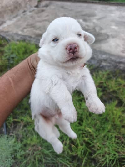 russain male dog puppy available for sale