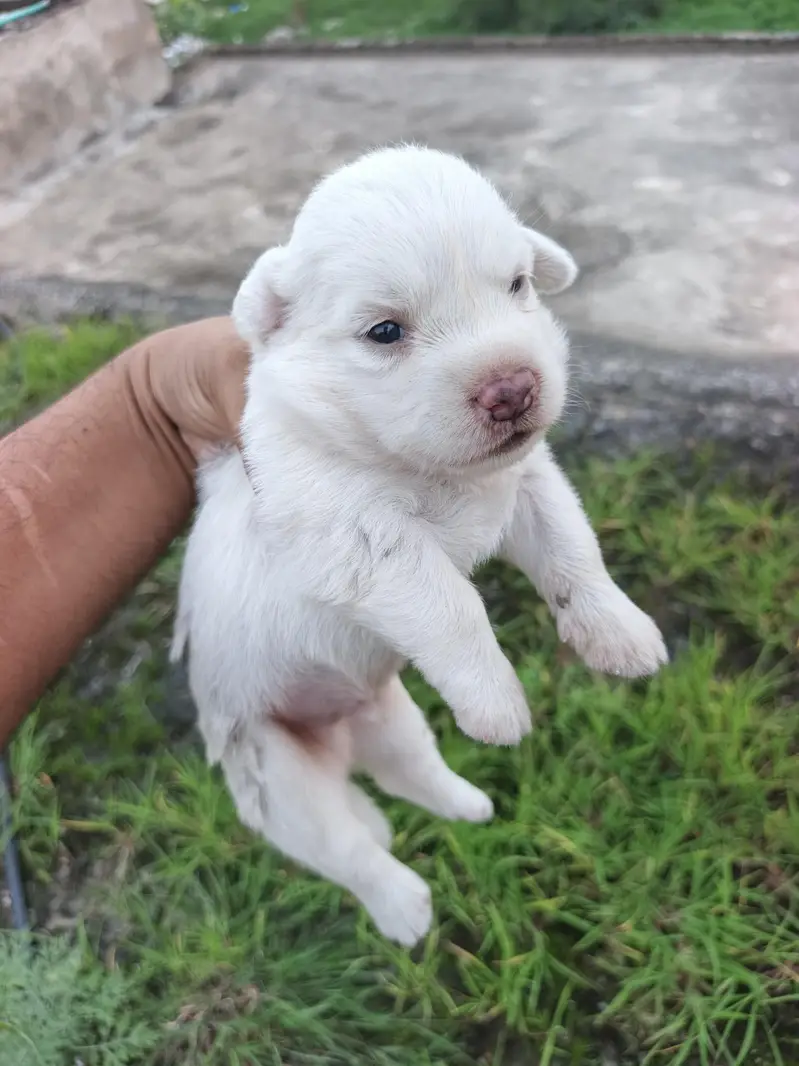russain male dog puppy available for sale — photo 2