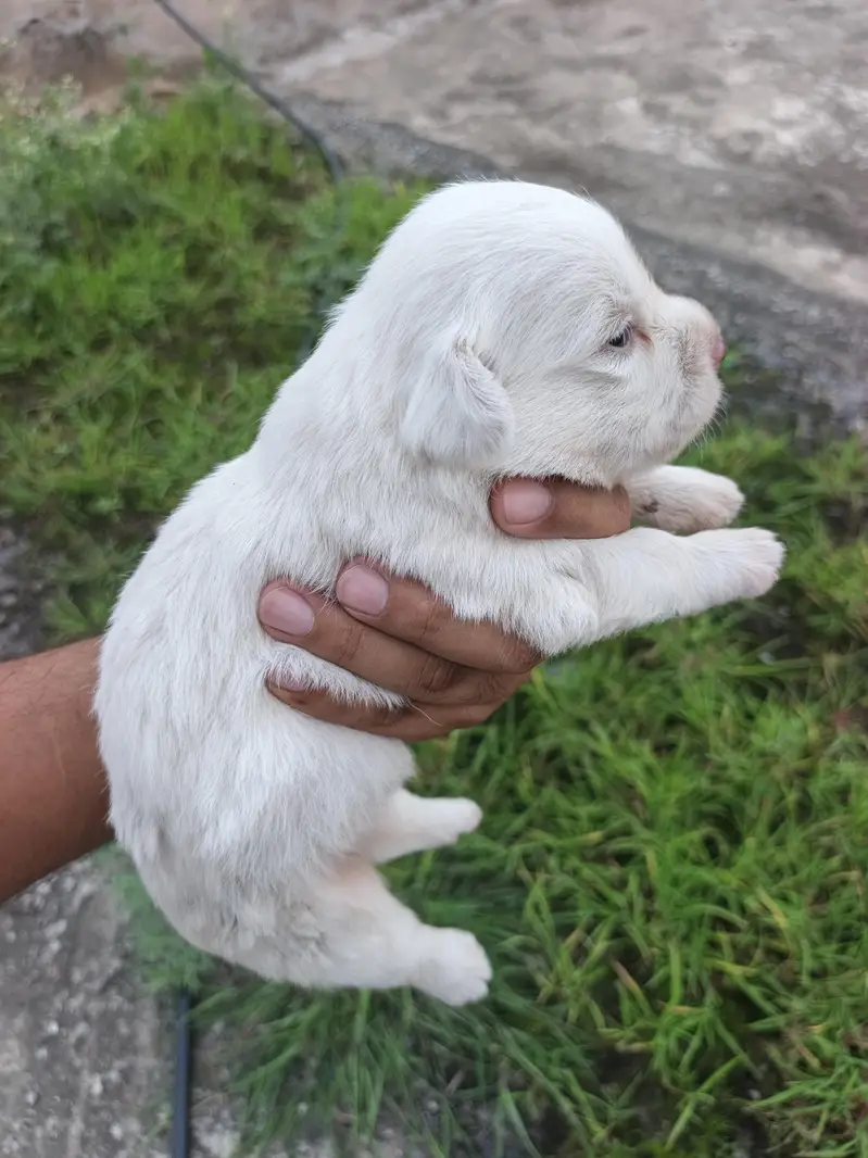 russain male dog puppy available for sale — photo 3