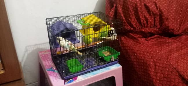 Bird Cage for Sale | Budgies & Love Birds Cage | Good Condition