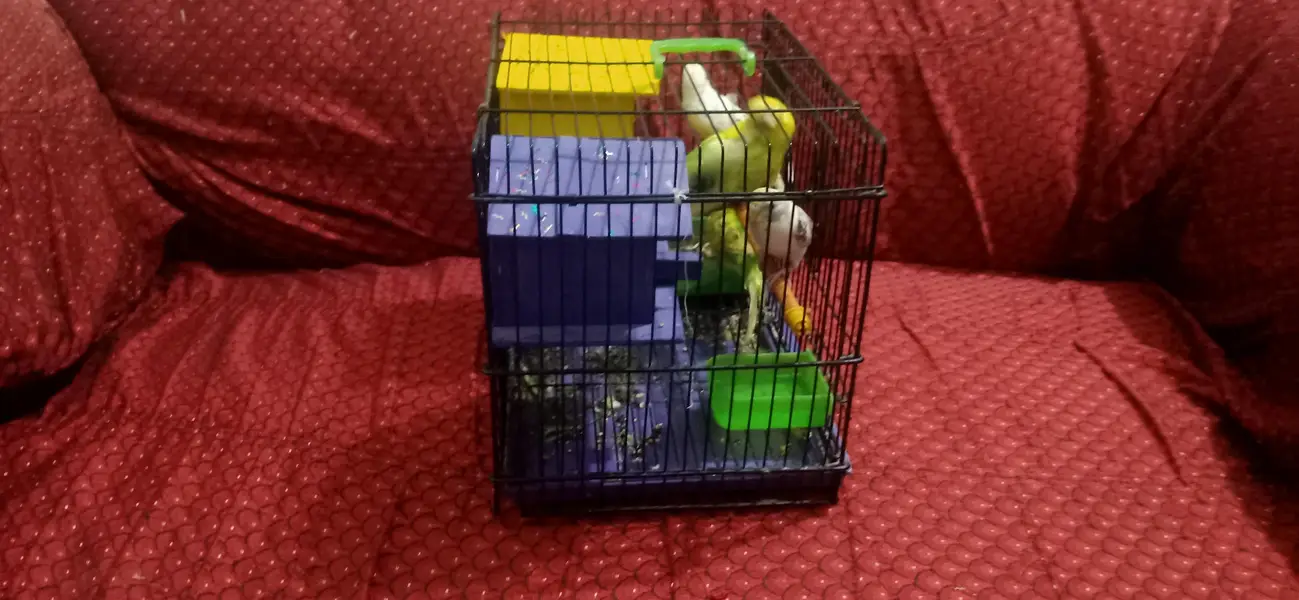 Bird Cage for Sale | Budgies & Love Birds Cage | Good Condition — photo 2