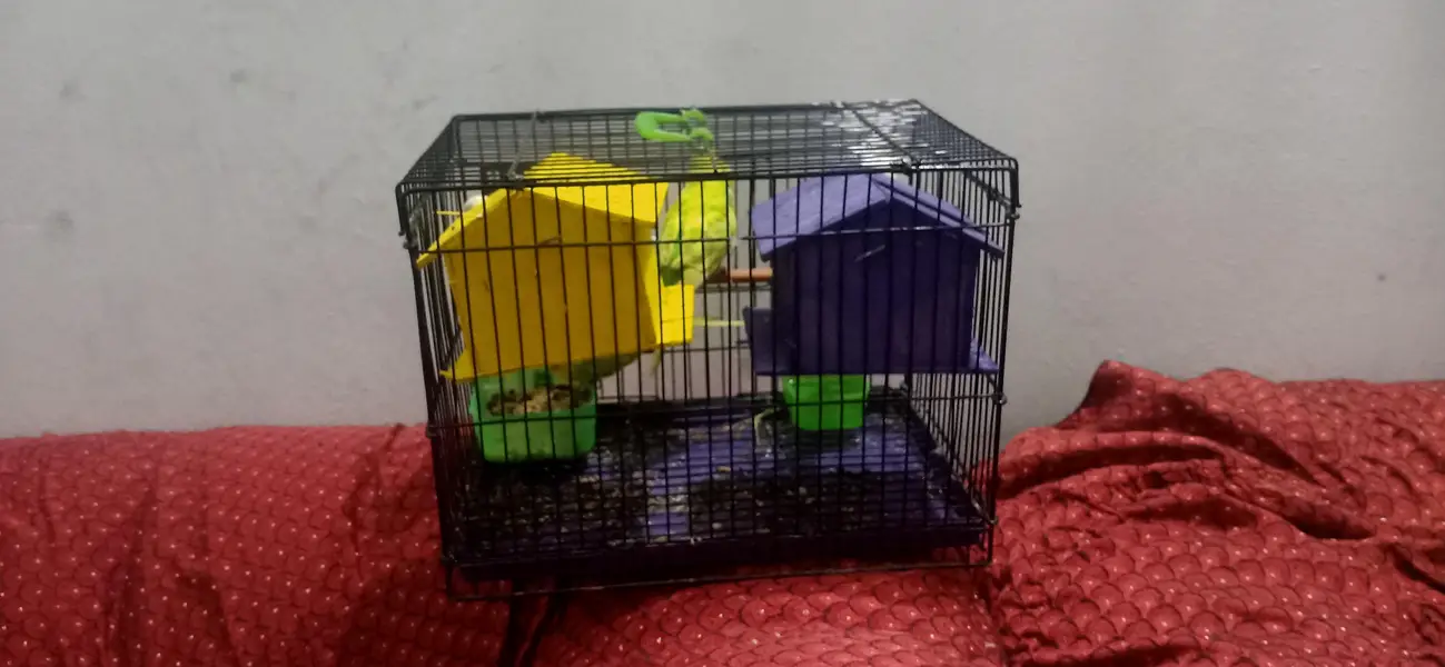 Bird Cage for Sale | Budgies & Love Birds Cage | Good Condition — photo 4