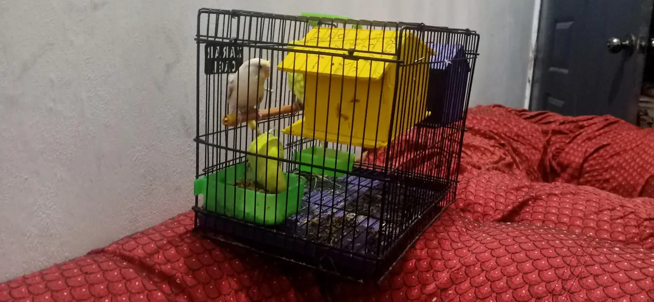 Bird Cage for Sale | Budgies & Love Birds Cage | Good Condition — photo 5
