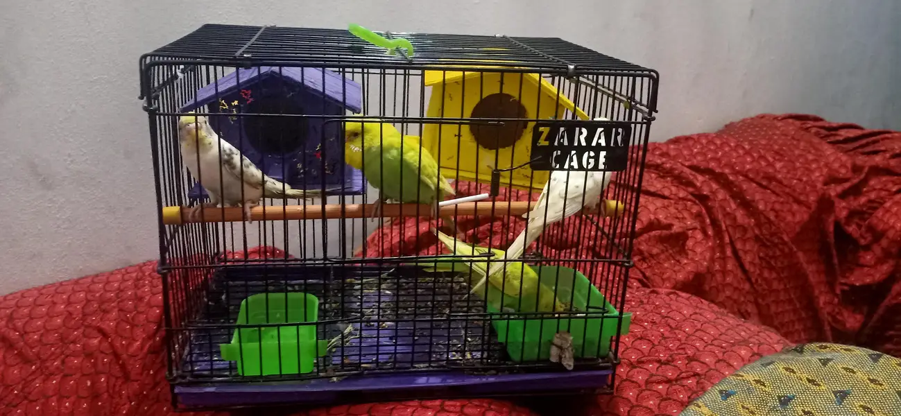 Bird Cage for Sale | Budgies & Love Birds Cage | Good Condition — photo 6