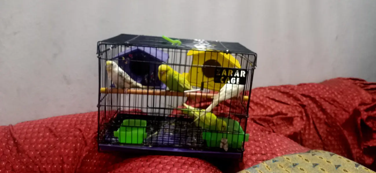 Bird Cage for Sale | Budgies & Love Birds Cage | Good Condition — photo 7