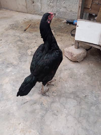 Pure mushka full active and healthy