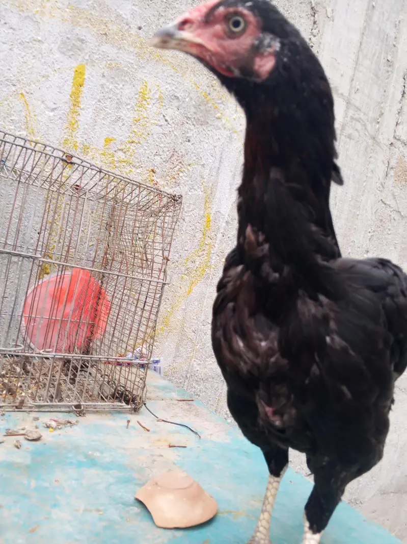 Pure mushka full active and healthy — photo 3