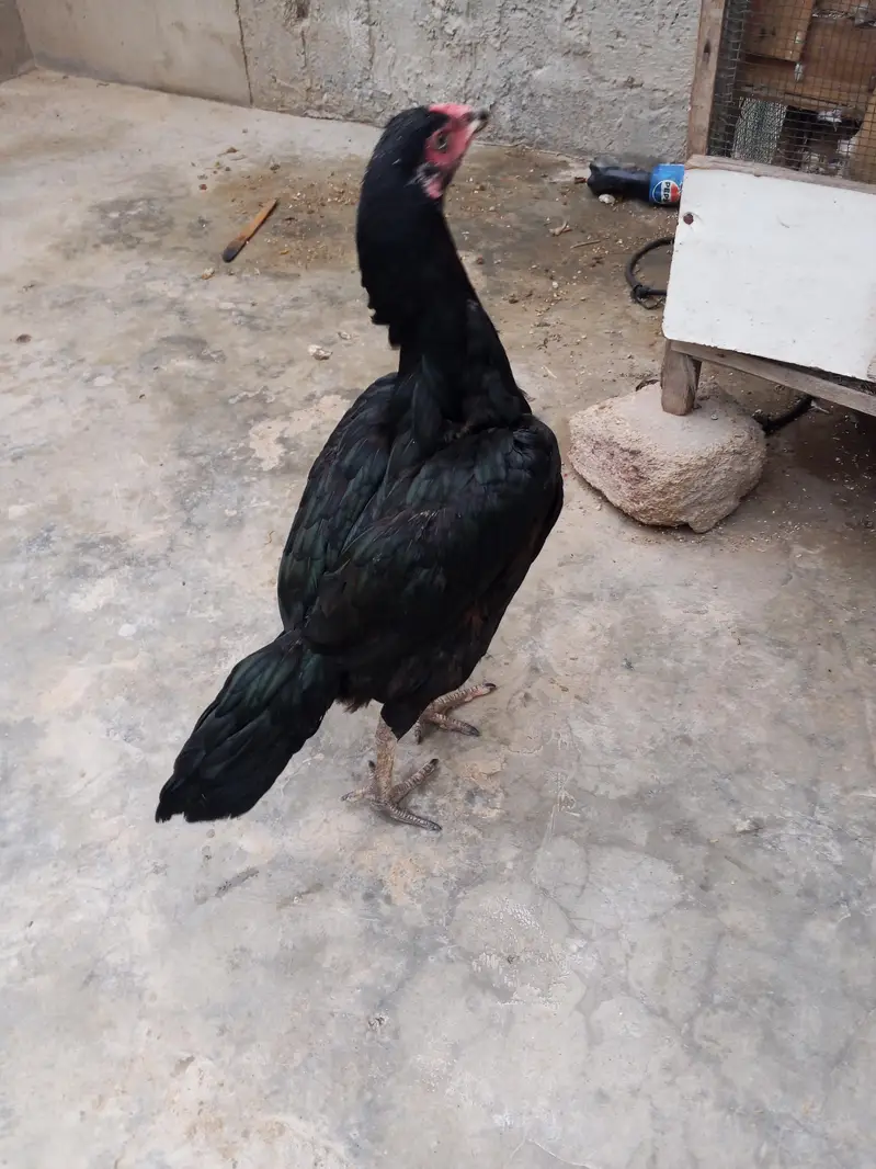 Pure mushka full active and healthy — photo 4