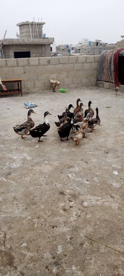 Ducks