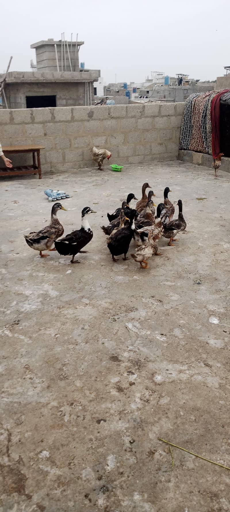 Ducks 0