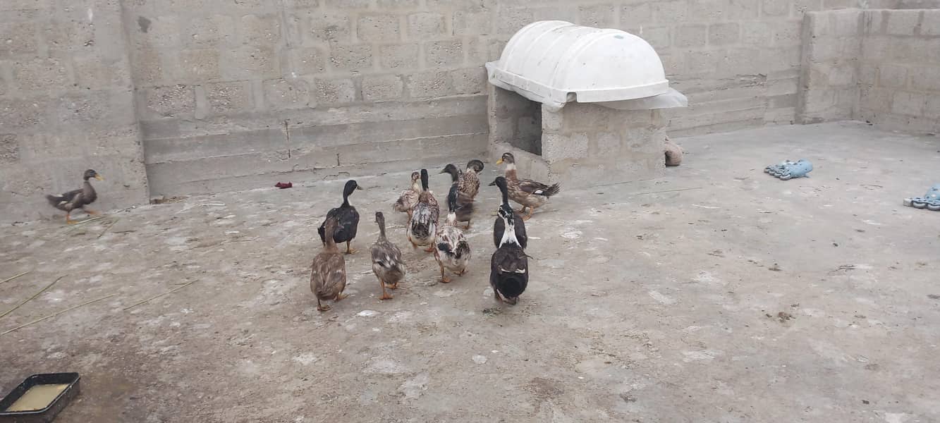 Ducks 1