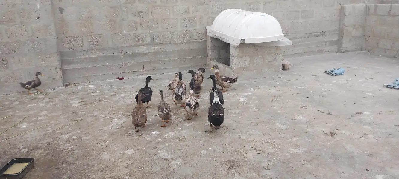 Ducks — photo 2