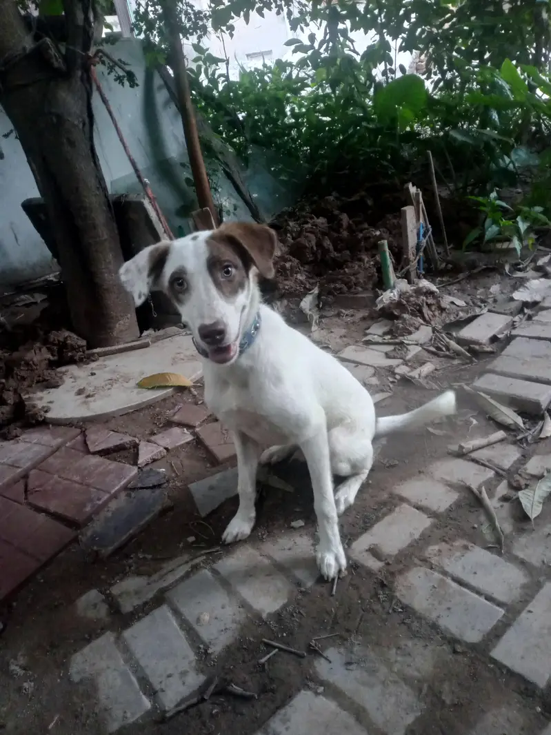 Indian Pariah [INDIE] Mix Breed — photo 2