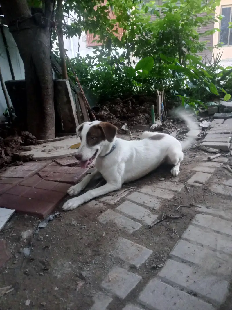 Indian Pariah [INDIE] Mix Breed — photo 3
