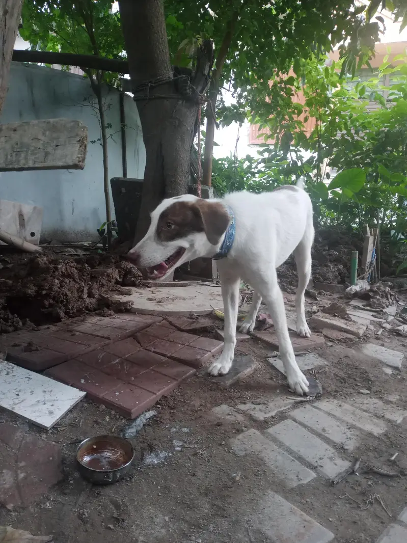 Indian Pariah [INDIE] Mix Breed — photo 4