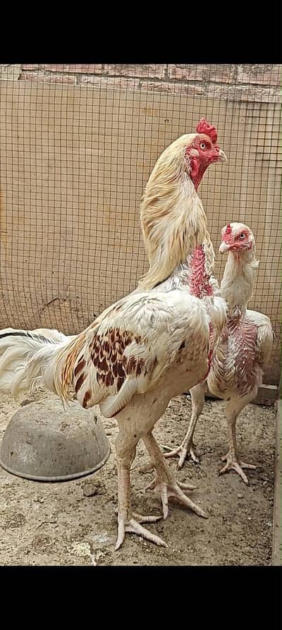 Heera asseel pair with 2 Desi murgiya