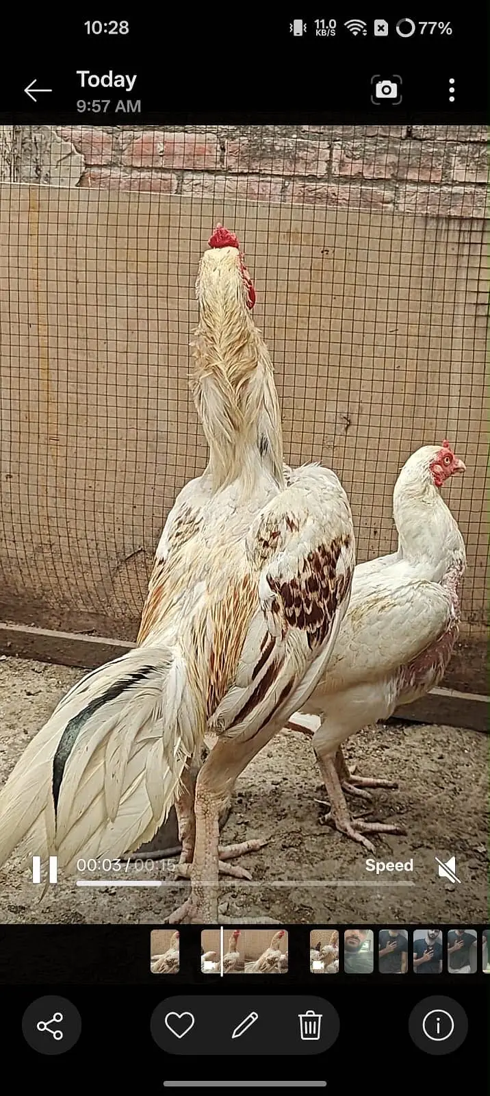Heera asseel pair with 2 Desi murgiya — photo 2