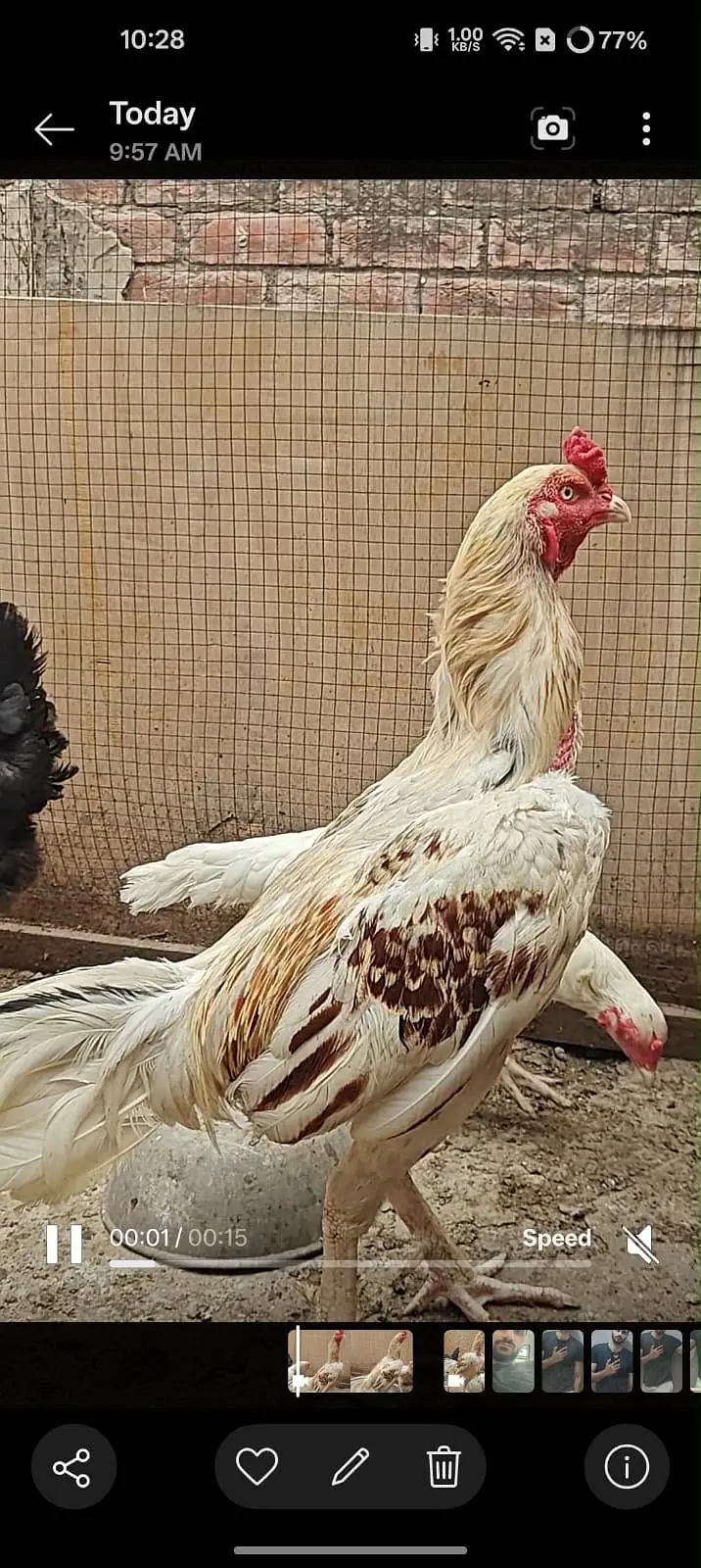 Heera asseel pair with 2 Desi murgiya — photo 3