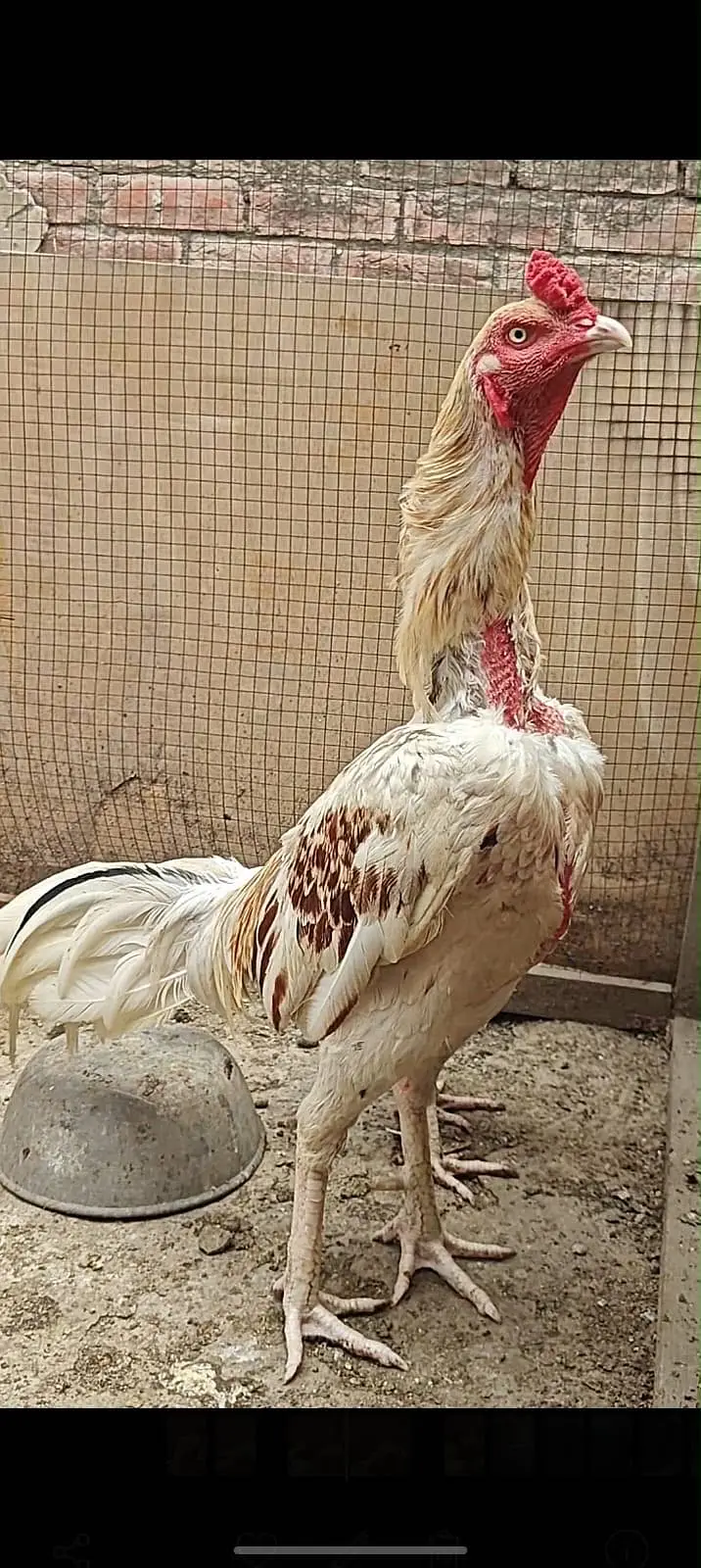 Heera asseel pair with 2 Desi murgiya — photo 4