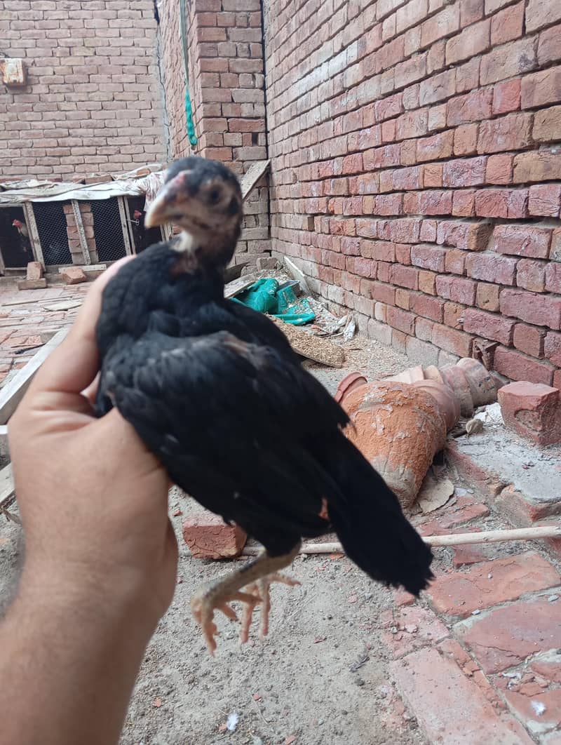 assel chicks 2