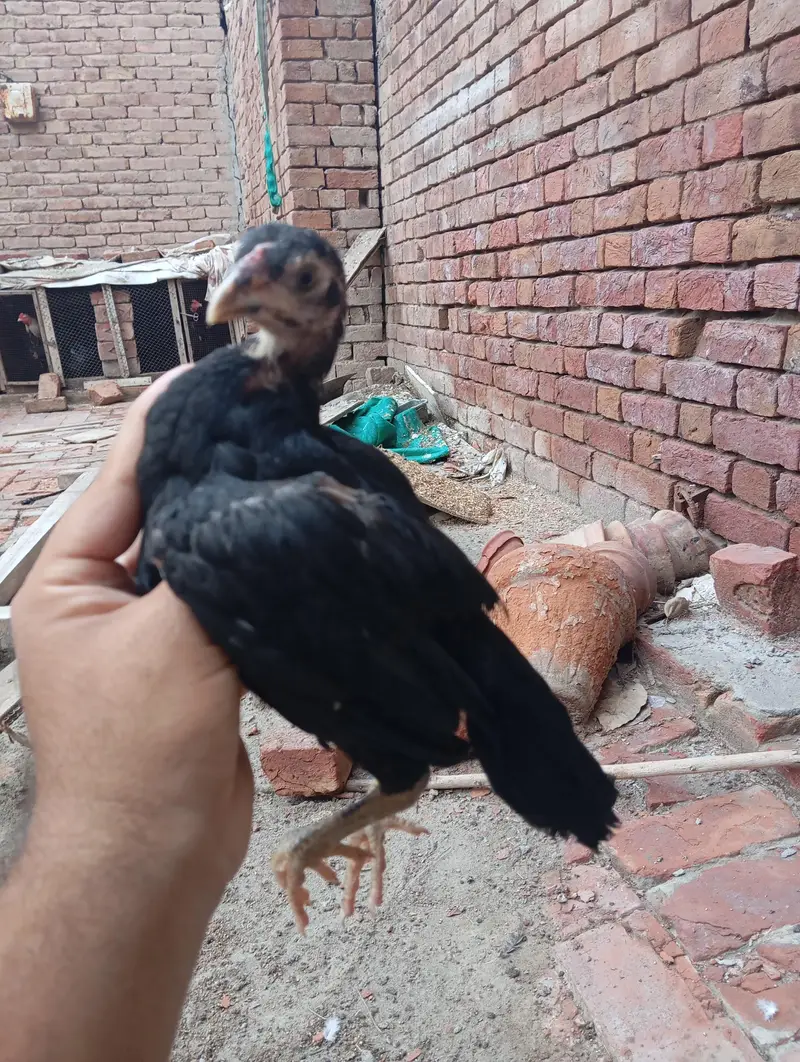 assel chicks — photo 3