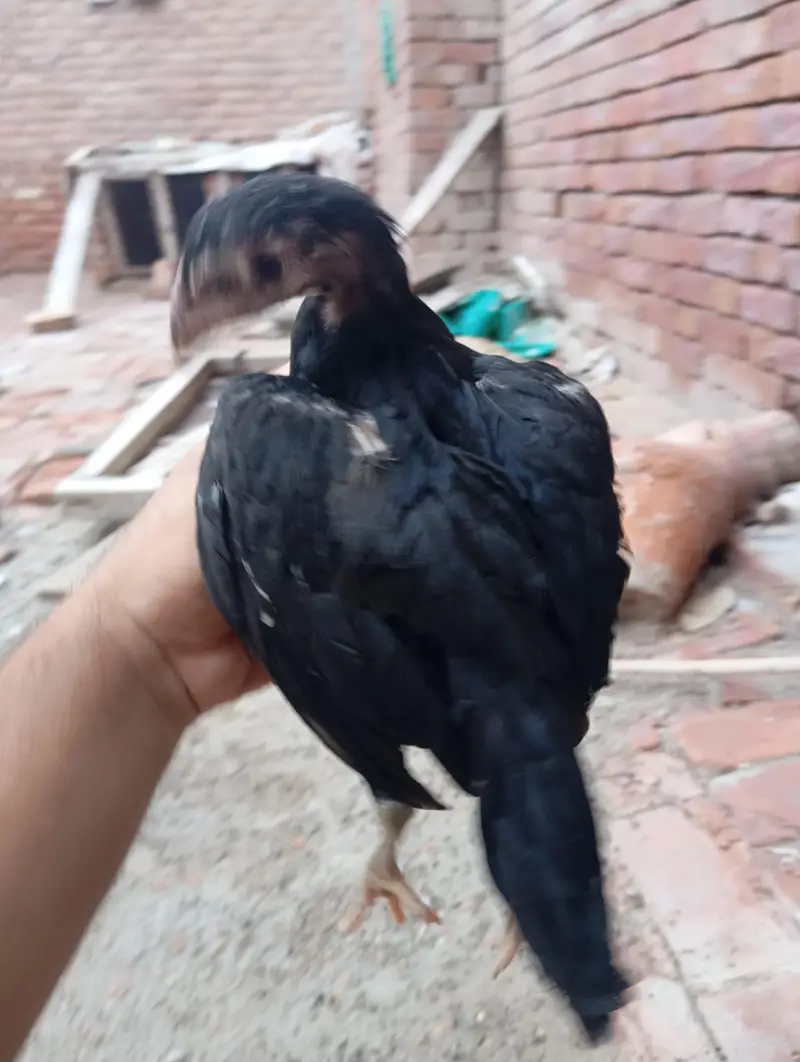 assel chicks — photo 4