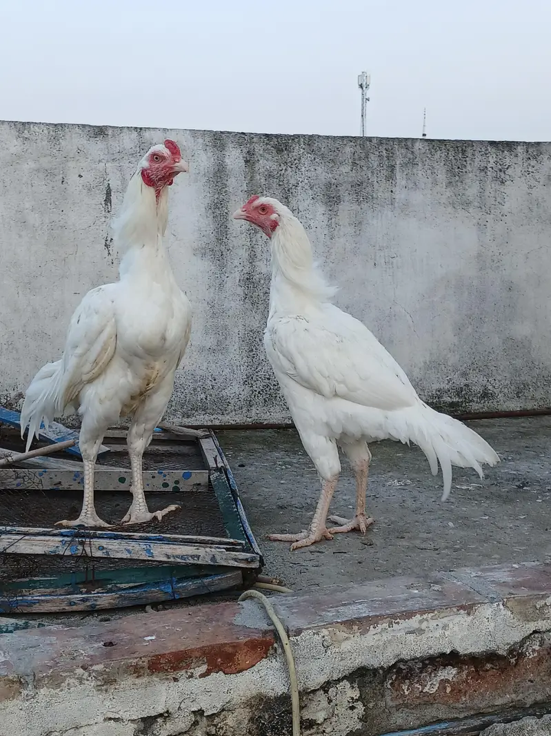 Quality Heera pathy — photo 4
